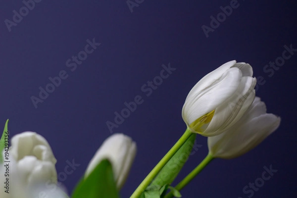 Obraz Bright White Tulips