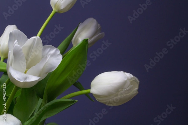 Obraz Bright White Tulips