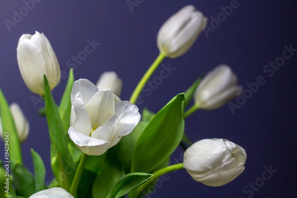 Obraz Bright White Tulips