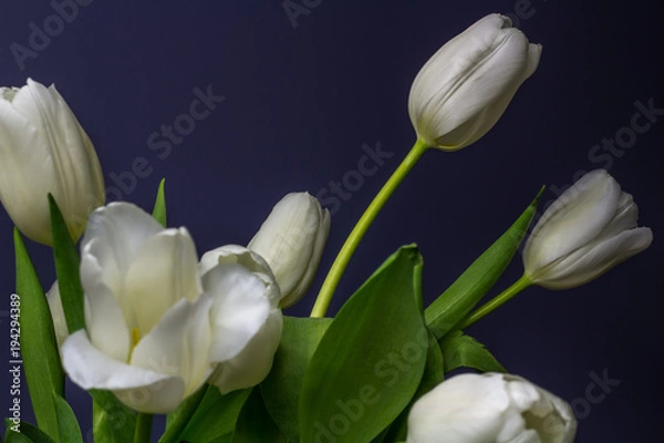Obraz Bright White Tulips