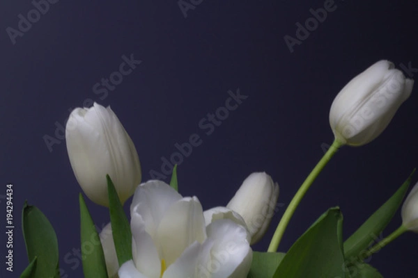 Obraz Bright White Tulips