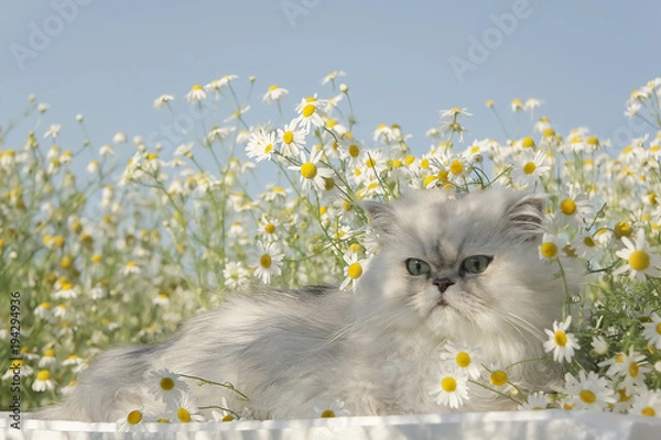 Fototapeta  Portrait of lying cat with flowers