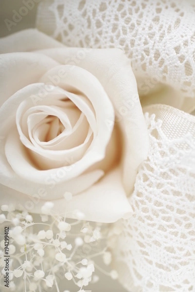 Obraz プリザーブドフラワー　白バラ　アップ　