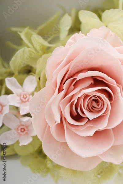 Obraz プリザーブドフラワー　ピンク　バラ　アップ