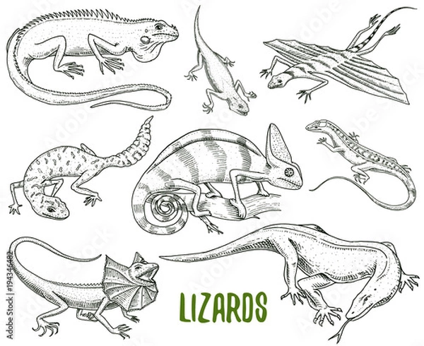 Fototapeta Chameleon Lizard, green iguana, Komodo dragon monitor, American Sand, exotic reptiles or snakes, spotted fat-tailed gecko. wild animals lacertian in nature. vector illustration. engraved hand drawn.