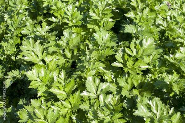 Fototapeta セロリ畑