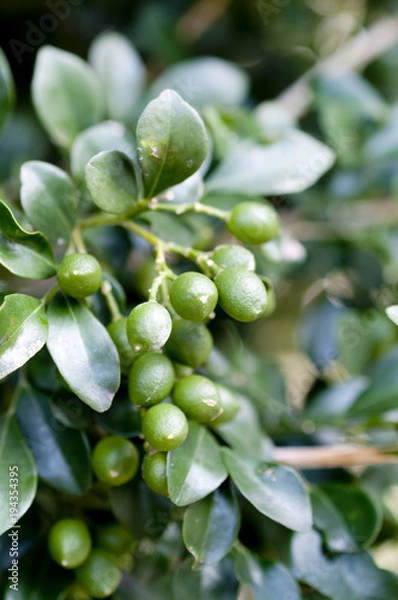 Fototapeta ゲッキツの青い実