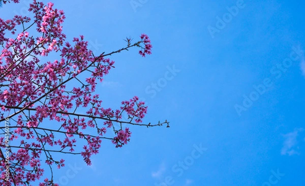 Fototapeta Royalty high quality free stock footage of cherry blossom sakura  (Prunus Cesacoides) in spring time.Mai Anh Dao is symbol flower in Da Lat which blooms in the first months welcome spring