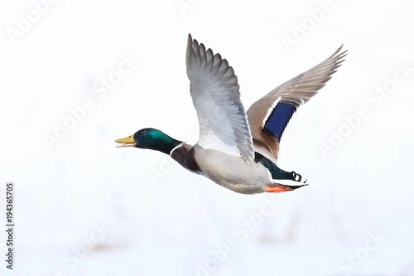 Obraz マガモ　Mallard	