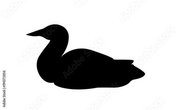 Obraz loon silhouette on white background
