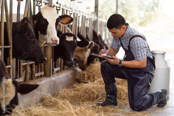 Obraz Farmers are recording details of each cow on the farm.