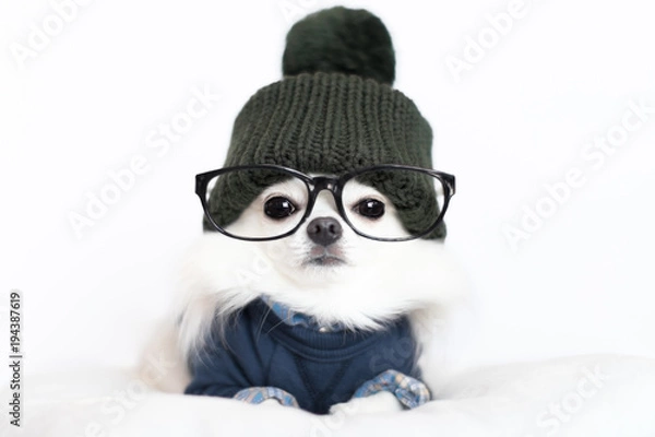 Obraz Chiwawa Manko 4