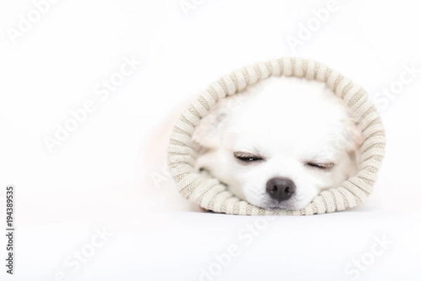 Obraz 眠いチワワ