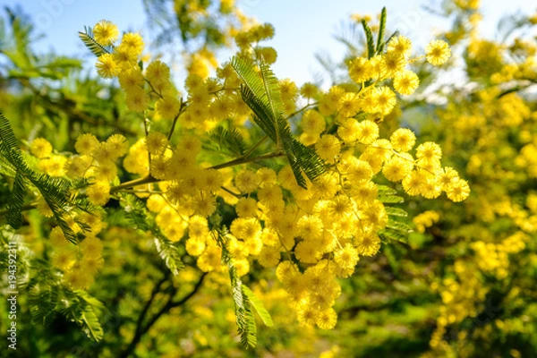 Obraz Branche de mimosa ensoleillé en fleurs.