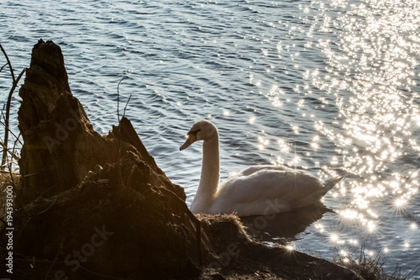 Obraz Schwan in der Abendsonne
