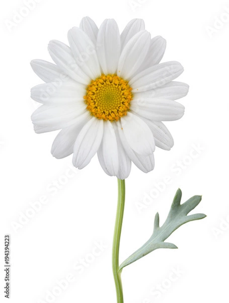 Fototapeta Daisy (Margerite) isolated on white background, including clipping path.