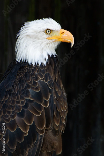 Fototapeta Bald Eagle