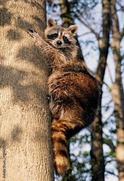 Obraz racoon