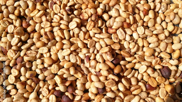 Fototapeta Coffee beans drying in the sun.