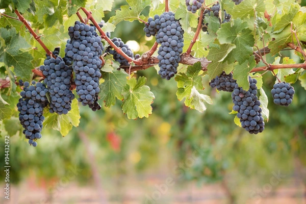 Obraz Pęczki dojrzałych winogron Syrah wina na winorośli z bujnym zielonym tle liści.