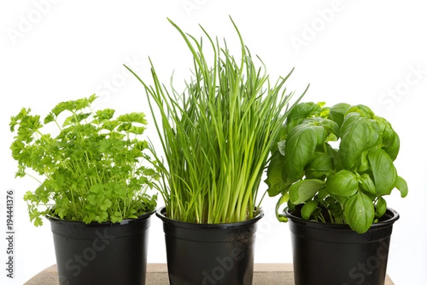 Obraz Gartenkräuter