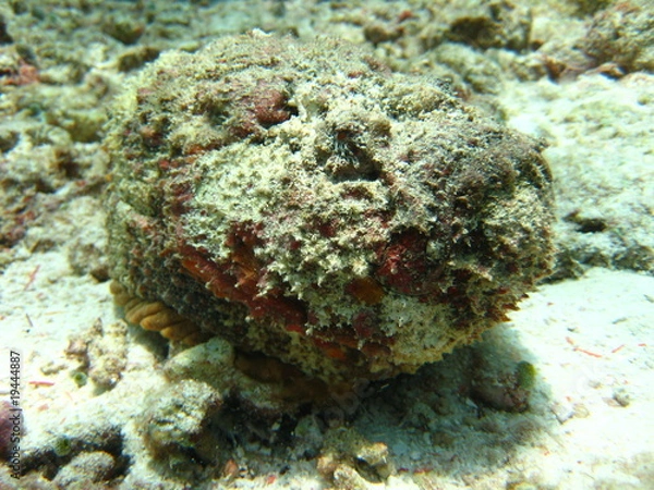 Fototapeta Steinfisch