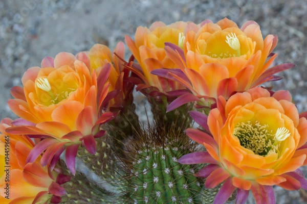 Obraz Volcanic Sunset Cactus