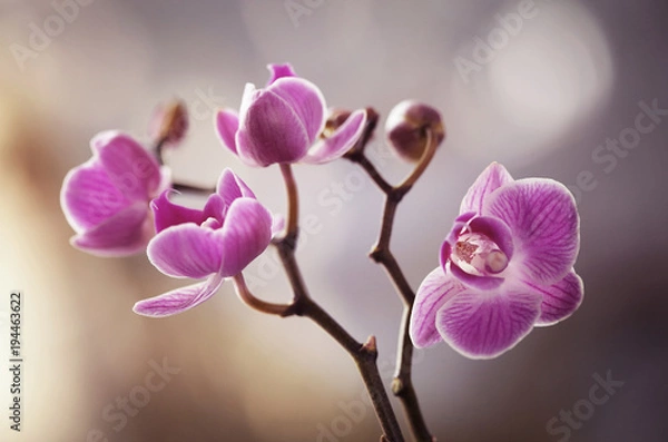 Obraz Storczyki różowe