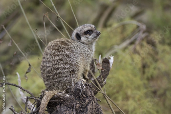 Obraz Meerkat or suricate
