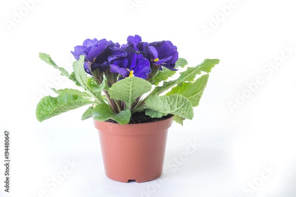 Obraz blue primrose flower in a pot, isolated on white background