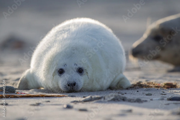 Obraz Grey seal (Halichoerus grypus)