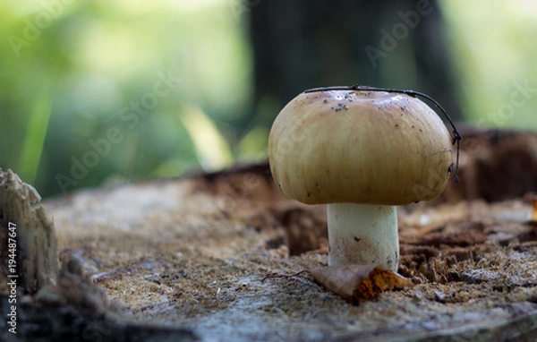 Obraz Russula foetens