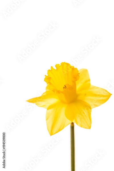 Fototapeta  Yellow Daffodil