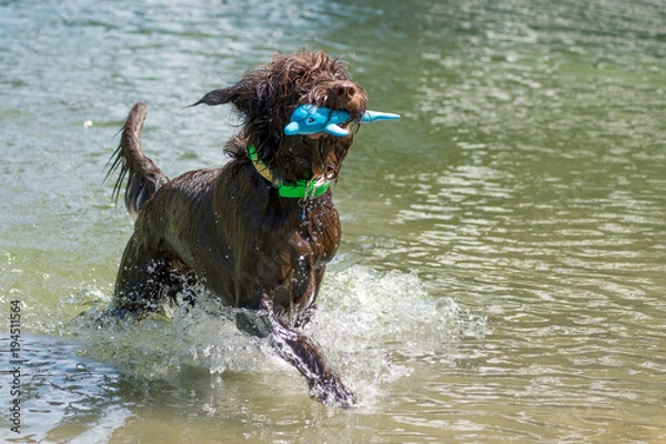 Fototapeta Large shaggy brown dog playing fetch in the water