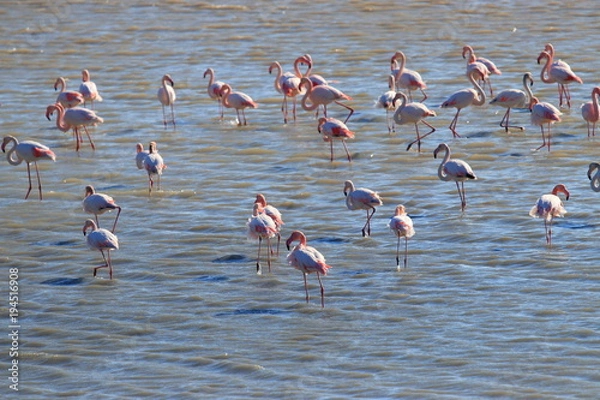 Obraz group of greater flamingo in a marine pond, Phoenicopterus roseus