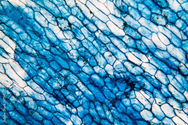 Fototapeta Onion cells at the microscope
