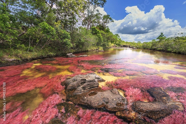 Obraz Cano Crystals (River of Five Colours), La Macarena, Meta, Kolumbia