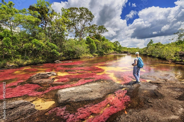 Fototapeta Cano Crystals (River of Five Colours), La Macarena, Meta, Kolumbia