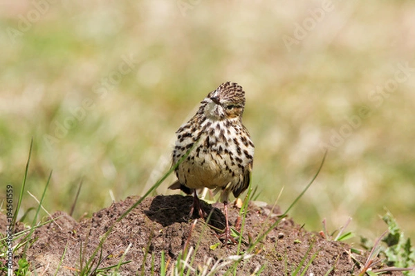 Fototapeta Wiesenpieper im Sommer auf Maulwurfshügel