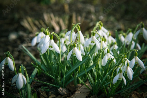 Obraz Beautiful snowdrop flowers Galanthus nivalis at spring.