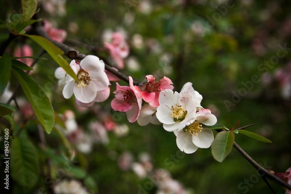Obraz blooming Apple tree. branch with flowers close