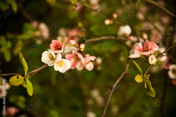 Obraz Spring flowering apple-tree with a pink inflorescence on a sunny day