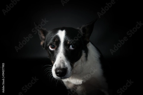 Fototapeta Portret twarz zabawny pies w studio