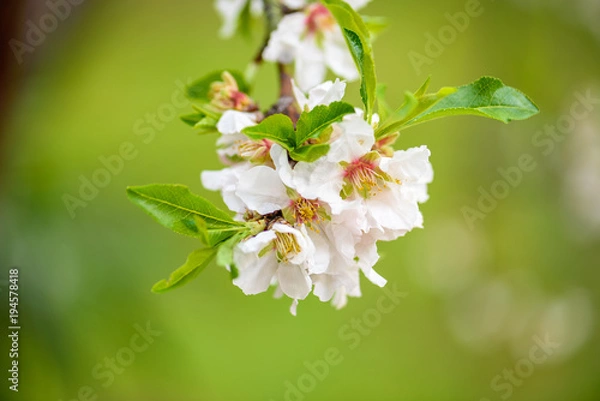 Obraz Spring Time, Almond Blossom 