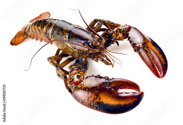 Fototapeta raw lobster isolated