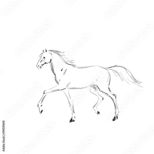 Obraz Painted horse silhouette on a white background. Graceful equine riding.  