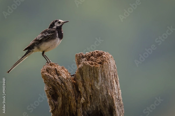 Obraz Pied Wagtail perched on a stump