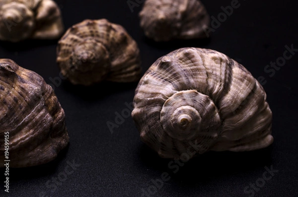 Obraz pattern from shells of rapans on black