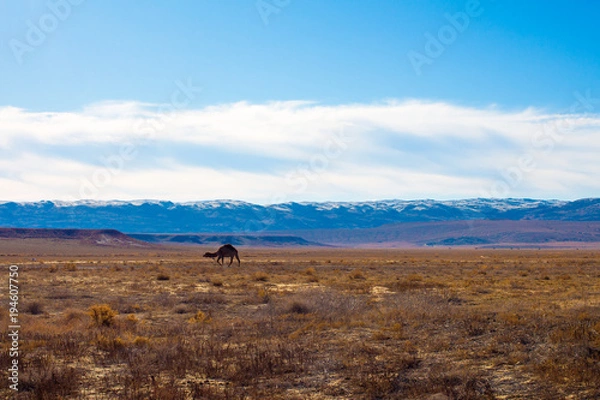Fototapeta Camel in the Steppe and Mountains