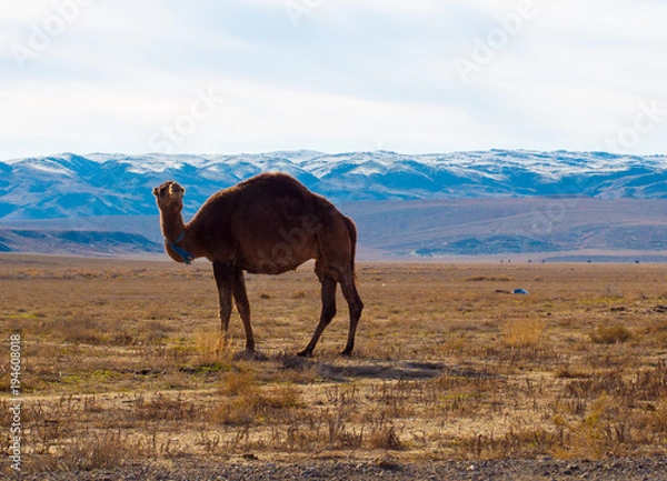 Obraz Camel in the Steppe and Mountains